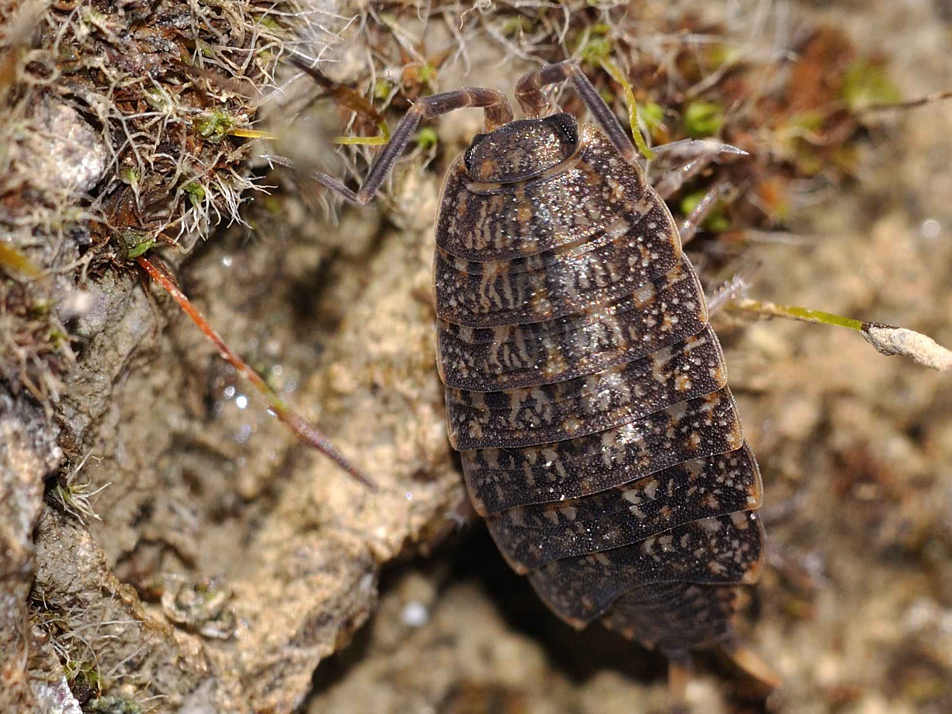 Trachelipodidae - Orthometopon cf. dalmatinum